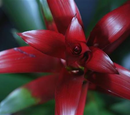 Bromelie (rot) - Umtopfen