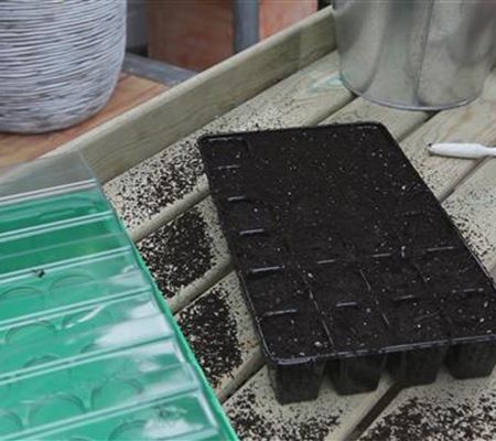 Brokkoli - Aussäen von Samen