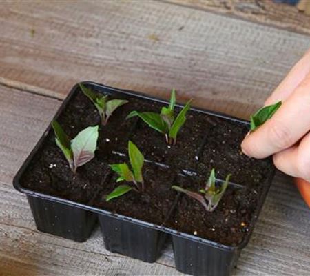 Fuchsien - Vermehren durch Stecklinge