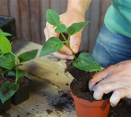 Wandelröschen - Stecklinge Umtopfen Wandelröschen - Stecklinge Umtopfen