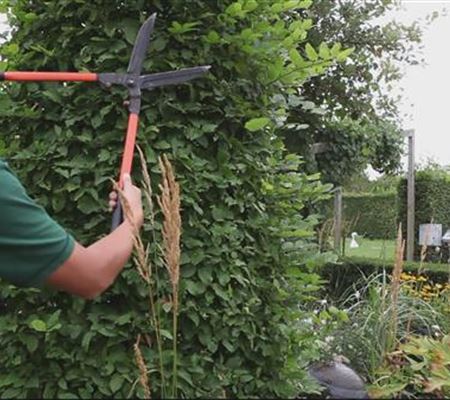 Hainbuche - Zurückschneiden Hainbuche - Zurückschneiden