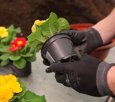 Kissenprimel - Einpflanzen in ein Gefäss