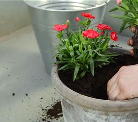 Nelken - Einpflanzen in ein Gefäss