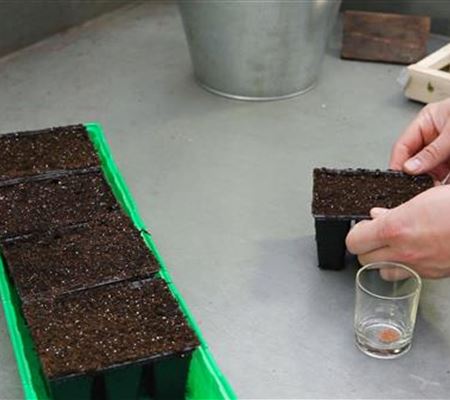 Steinkraut - Aussäen von Samen Steinkraut - Aussäen von Samen