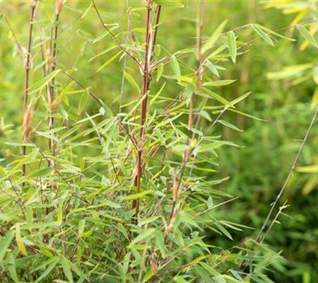 Bambus pflegen leichtgemacht – wichtige Tipps  Bambus pflegen leichtgemacht – wichtige Tipps