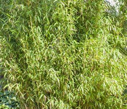 Fargesia murieliae 'Standing Stone' Fargesia murieliae 'Standing Stone'