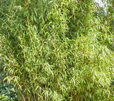 Fargesia murieliae 'Standing Stone' Fargesia murieliae 'Standing Stone'