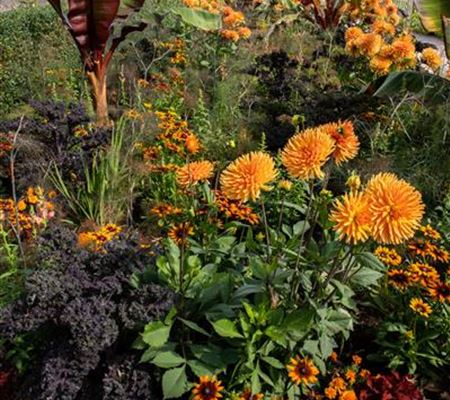 Beetpflanzen richtig pflegen Beetpflanzen richtig pflegen