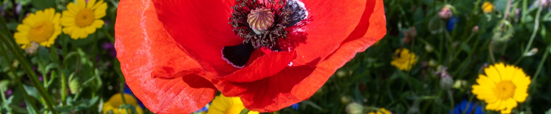 GS668871.jpg GS668871.jpg