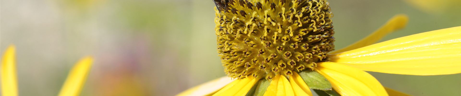 GS498865.jpg GS498865.jpg