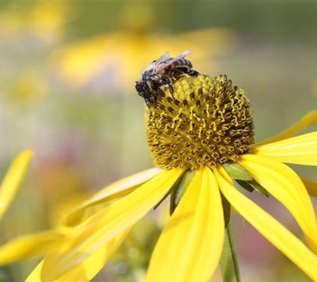 Bienengarten anlegen und gestalten Bienengarten anlegen und gestalten