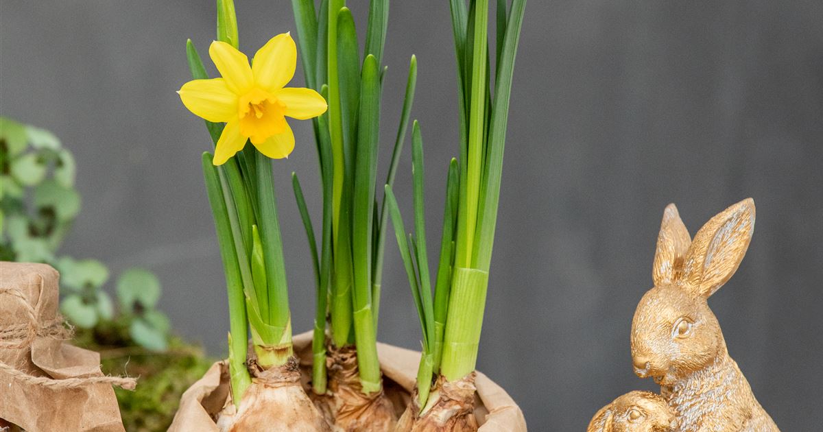Blumenzwiebeln richtig pflegen (Dnger etc.) - Rusterholz Pflanzencenter AG