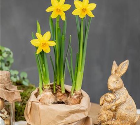 Blumenzwiebeln richtig pflegen (Dünger etc.)