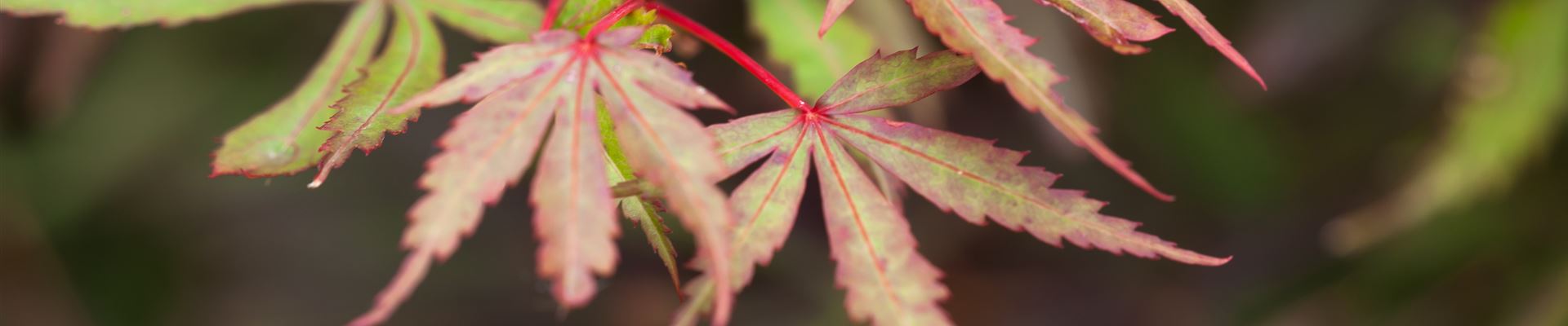 GS407051.jpg GS407051.jpg