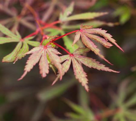 Die besten Arten für den Garten (Laubgehölze)
