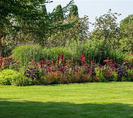 Die besten Beetpflanzen für den Garten Die besten Beetpflanzen für den Garten
