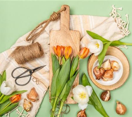 Die schönsten Sorten und Arten (Blumenzwiebeln)  Die schönsten Sorten und Arten (Blumenzwiebeln)