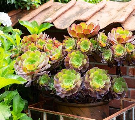 Für jeden Standort die passende Pflanze (Kübelpflanzen)  Für jeden Standort die passende Pflanze (Kübelpflanzen)