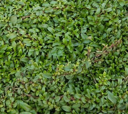 Rückschnitt von Bodendeckern