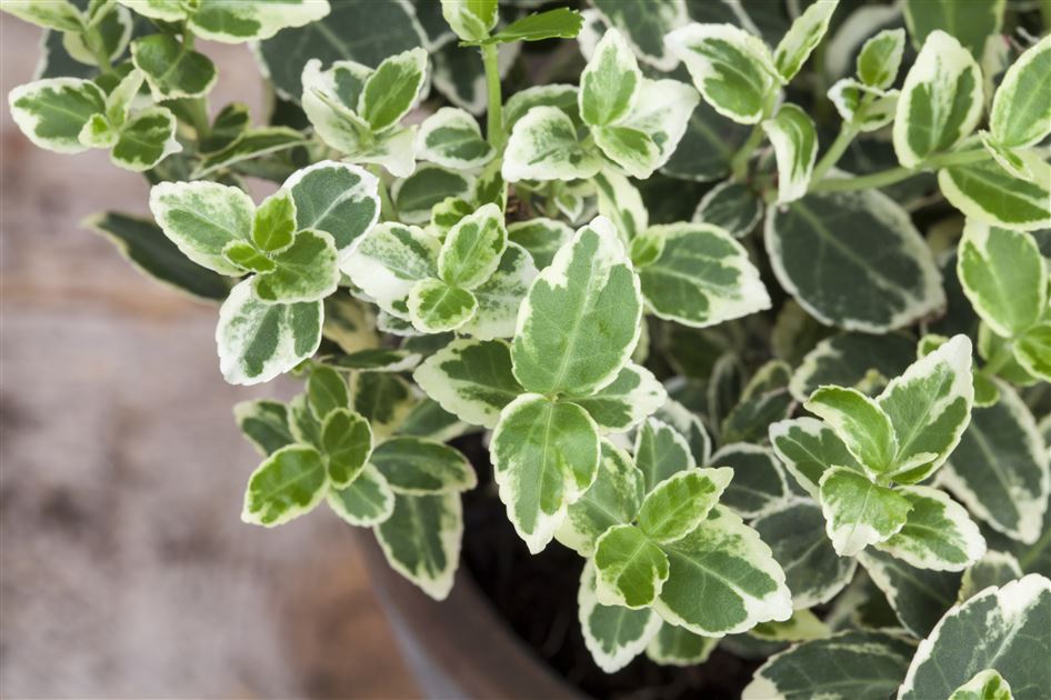 Welche Bodendecker sind die besten fr den Garten? - Rusterholz  Pflanzencenter AG
