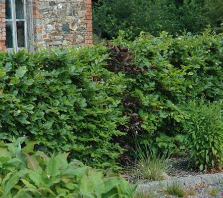 Heckenpflanzen für die Gartengestaltung 