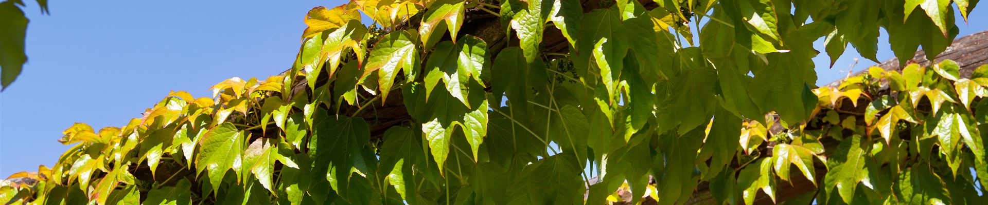 GS408052.jpg GS408052.jpg