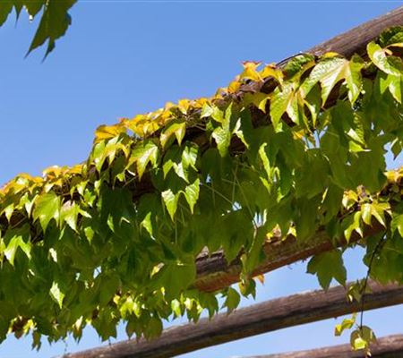 Kletterpflanzen artgerecht pflegen  Kletterpflanzen artgerecht pflegen