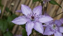 Waldrebe, Clematis