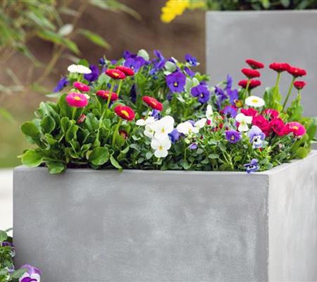 Kübelpflanzen richtig pflegen (Dünger, Giessen etc.)  Kübelpflanzen richtig pflegen (Dünger, Giessen etc.)