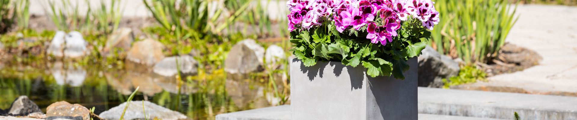 GS713193.jpg GS713193.jpg