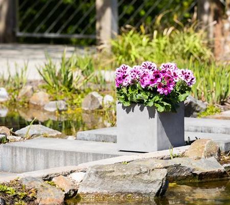 Kübelpflanzen umtopfen - So geht's  Kübelpflanzen umtopfen - So geht's