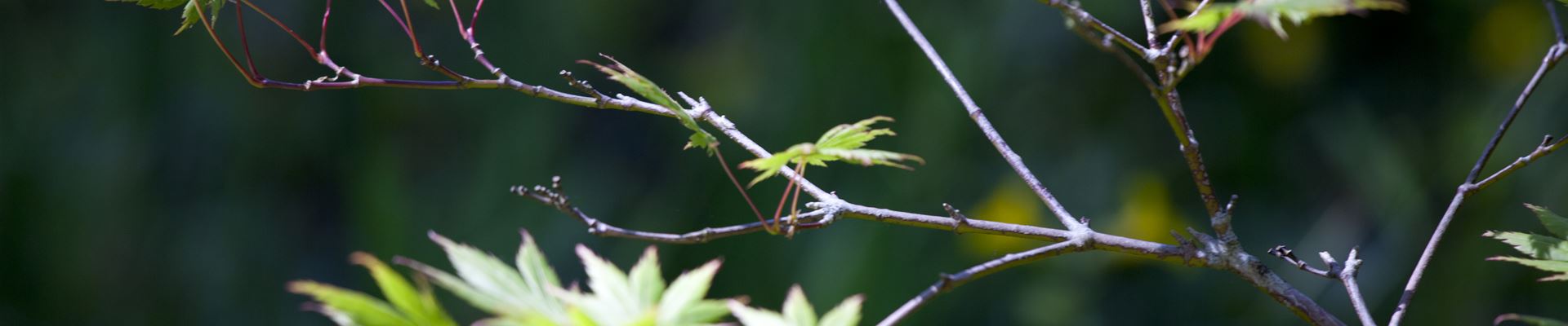 GS428194.jpg GS428194.jpg