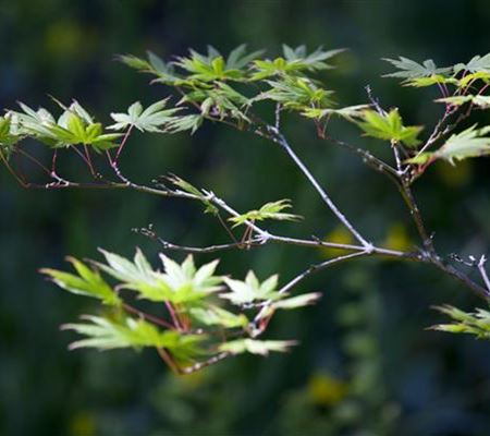 Laubgehölze für die Gartengestaltung 