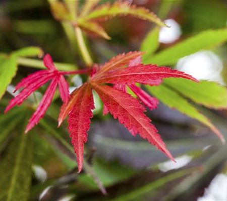 Laubgehölze pflanzen leicht gemacht