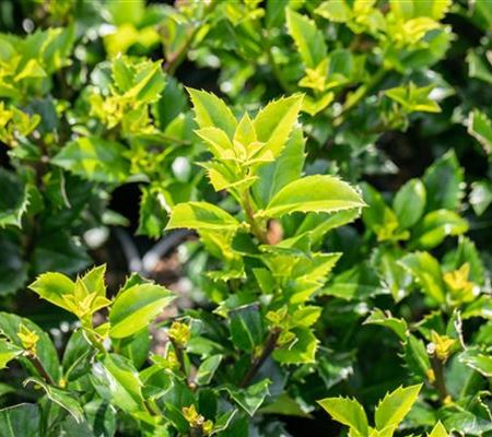 Die besten Beispiele für Heckenpflanzen  Die besten Beispiele für Heckenpflanzen