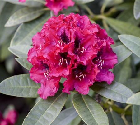 Passende Pflege für Rhododendron  Passende Pflege für Rhododendron