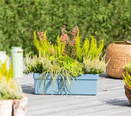 Pflegetipps (Balkonpflanzen) 