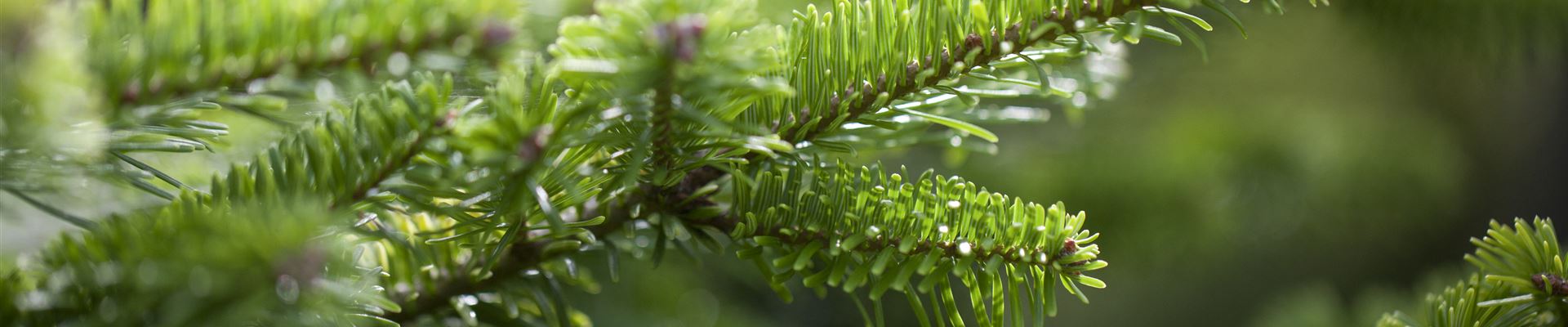 GS429463.jpg GS429463.jpg