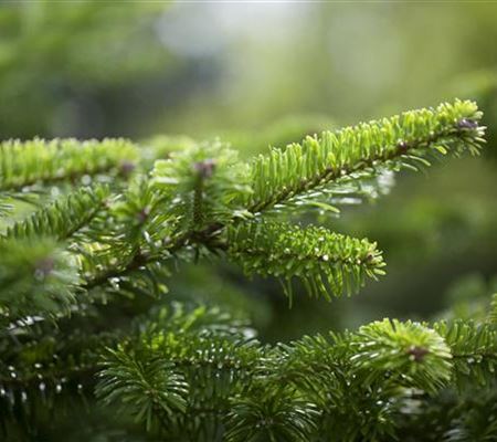 Pflegetipps (Nadelgehölze) Pflegetipps (Nadelgehölze)
