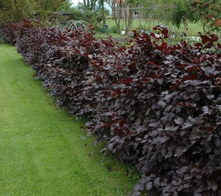 Rückschnitt bei Hecken - So geht's richtig 