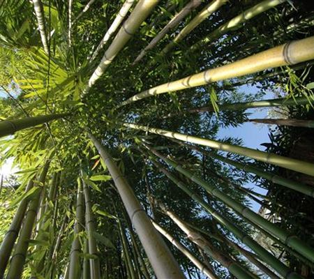 So geht der Bambus-Schnitt mühelos von der Hand So geht der Bambus-Schnitt mühelos von der Hand