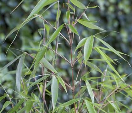 Fargesia robusta 'Pingwu' Fargesia robusta 'Pingwu'