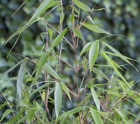 Fargesia robusta 'Pingwu' Fargesia robusta 'Pingwu'