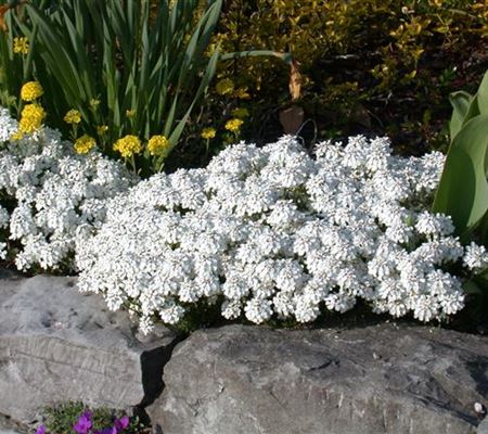 Steingarten pflegen – nützliche Tipps im Überblick Steingarten pflegen – nützliche Tipps im Überblick