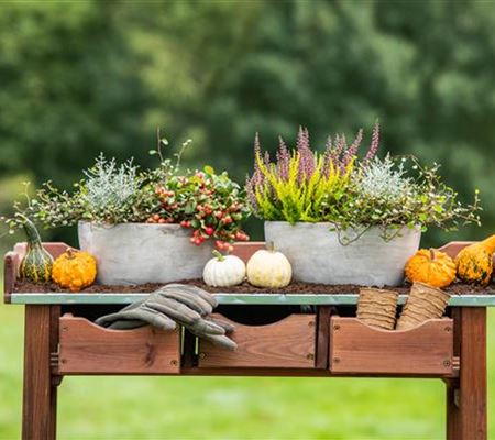 Tipps für's richtige Pflanzen (Balkonpflanzen) 