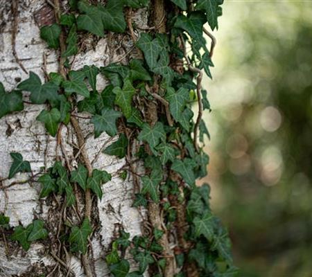 Tipps für's richtige Pflanzen (Kletterpflanzen)  Tipps für's richtige Pflanzen (Kletterpflanzen)