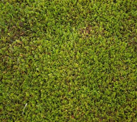Vermehrung von Bodendeckern? So geht's Vermehrung von Bodendeckern? So geht's