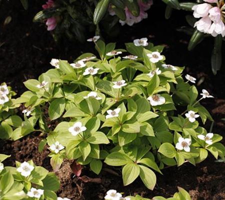 Welche Bodendecker sind die besten für den Garten? Welche Bodendecker sind die besten für den Garten?