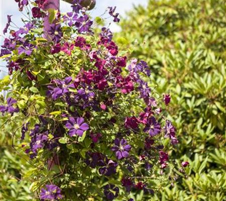 Verwendung im Garten (Kletterpflanzen) 