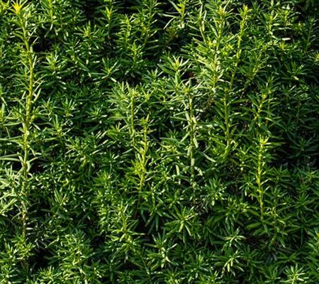 Verwendung im Garten (Nadelgehölze)